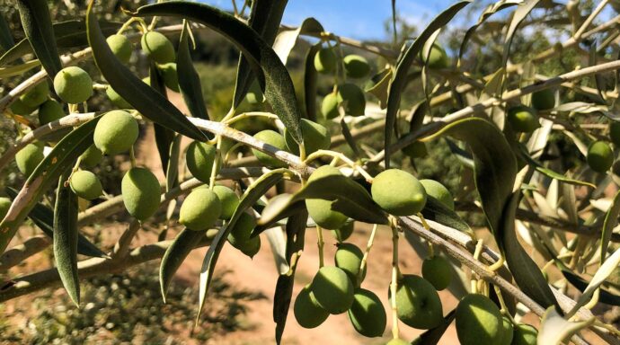 Olivenbaum-Patenschaft